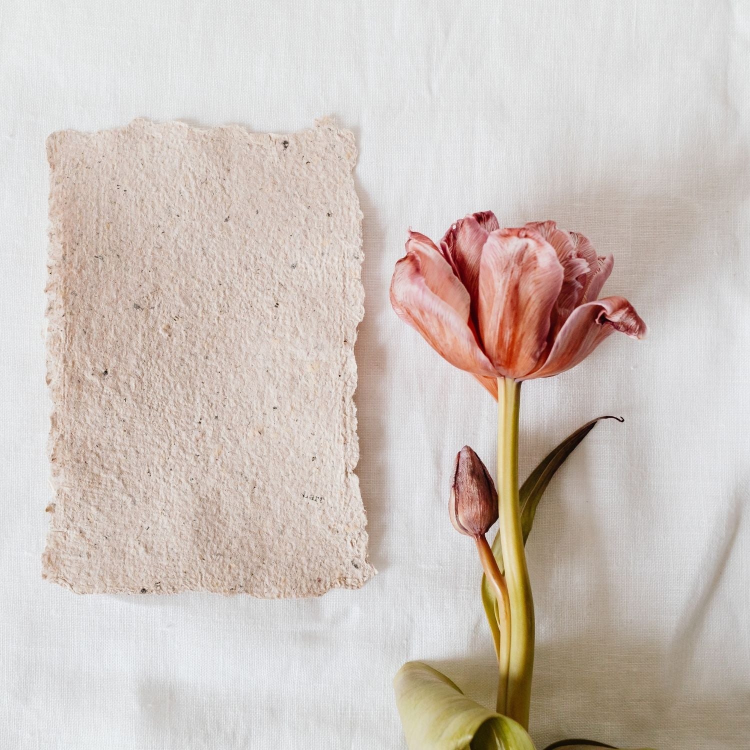 Soft still-life composition featuring a tulip and handmade paper on linen, reflecting Perdie Pagoda’s refined, intentional design ethos.