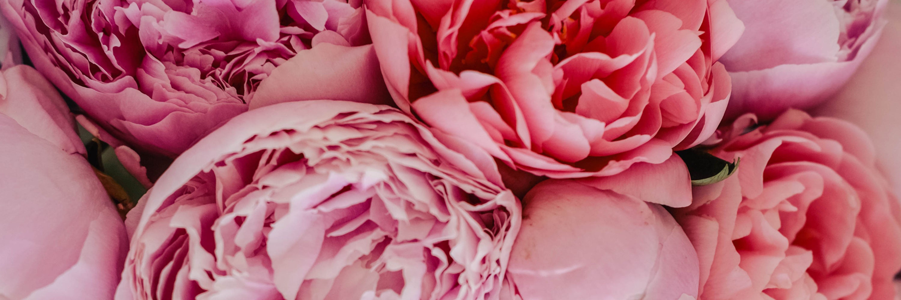 Close-up of soft pink peonies creating a feminine aesthetic background for vision boards, manifestation, and lifestyle inspiration.